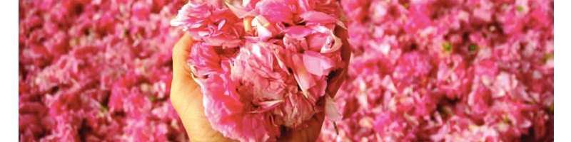 ���R�~�T�C�gNo1��܂̃I�[�K�j�b�N�R�X���w�e���N�I�[���x���T�C�g